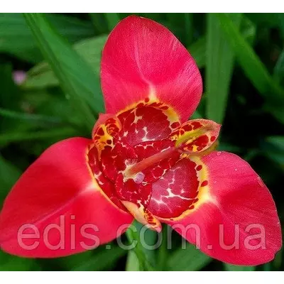 Тигридія Червона 5 цибулин