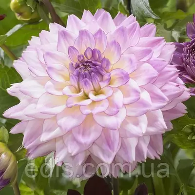 Жоржина гігантська Corolfull Investment ( Королфулл Інвестмент )