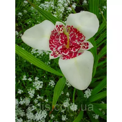 Тигридія Біла 5 цибулин