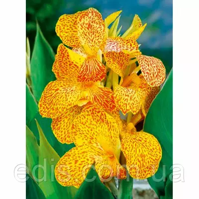 Канна En Evant (Он Ево)