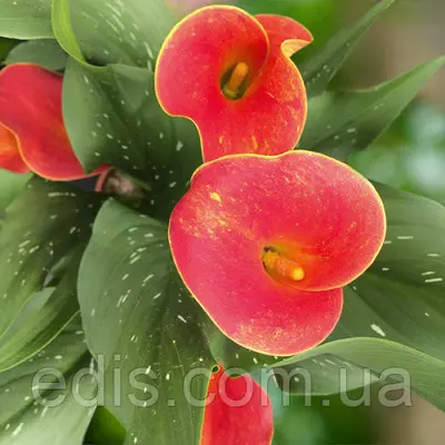 Калла бульбова Kasai (Касай) 1 бульба 12/14