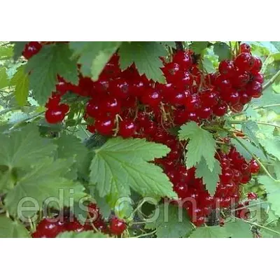 Смородина штамбова червона Троїцька