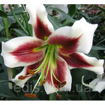 Лілія гігант Leslie Woodriff 1 цибулина 12/14