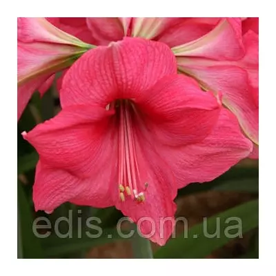 Гіппеаструм простий Pink Surprise (Пінк Сюпрайс)1 цибулина 24/26