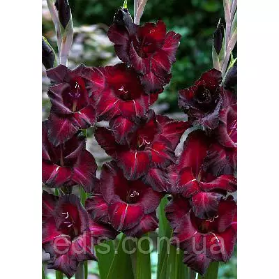 Гладіолус Black Jack (Блек Джек) 10/12 3 шт./уп., великоквітковий