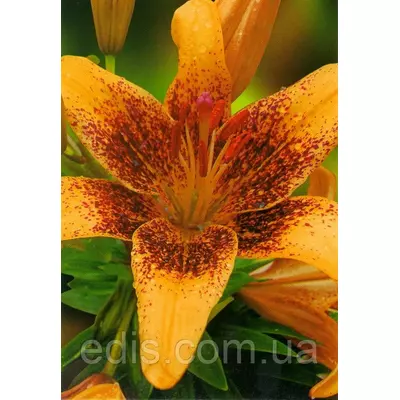 Лілія азіатська Pixels Apricot (Пікселс Епрікот) 1 цибулина 12/14