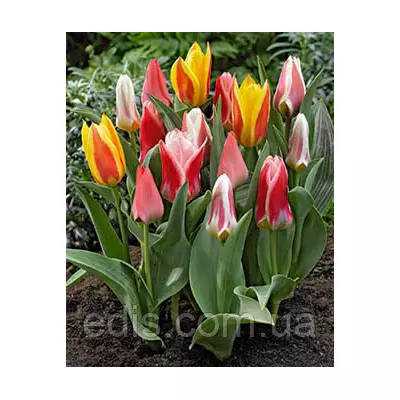 Тюльпан гібрид Грейга суміш 9 шт/уп.