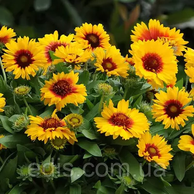 Гайлардія крупноквіткова 0,3 г, насіння Яскрава