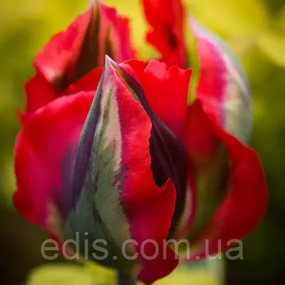 Тюльпан вірідіфлора Hollywood (Голлівуд) 3 цибулинки
