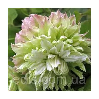 Клематис Midori (Мідорі)