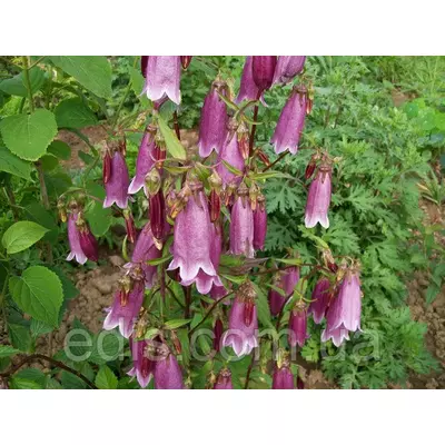 Дзвіночок Такесіма