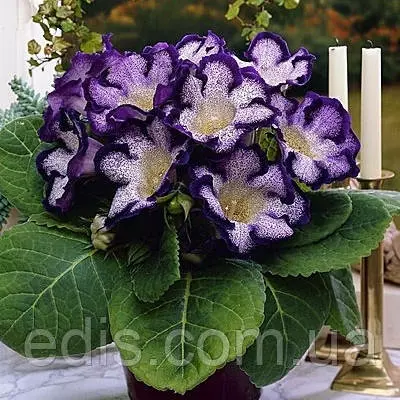 Глоксинія Tigre Blue (Тайга Блю) 1 бульба