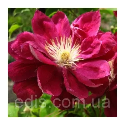 Клематис Red Star (Ред Стар / Рєд Стар)