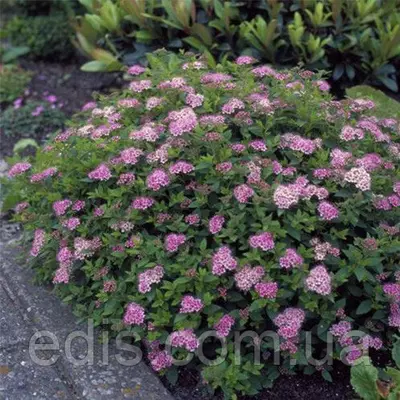 Спирея Little Princess у контейнері 0,5 л