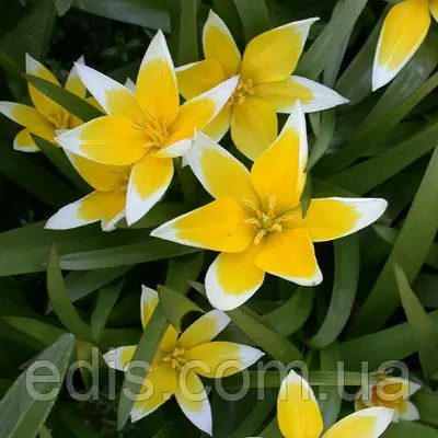 Тюльпан ботанічний Tarda (Тарда), 3 цибулин