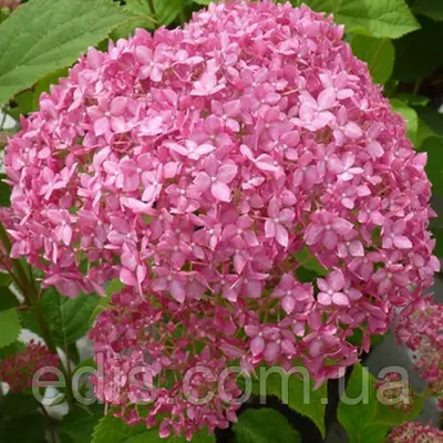 Гортензія Pink Annabelle (Пінк Анабель) у контейнері 2 л