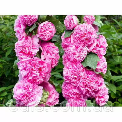 Мальва махрова Рожева 0,2 г