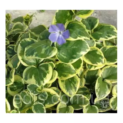 Барвінок великий ряболистий (Vinca major var.)