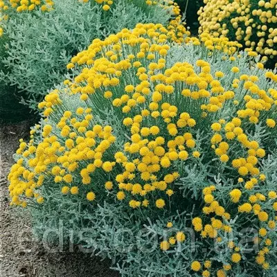 Сантоліна кипарисовидна, саджанці