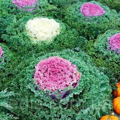 Капуста декоративна Бахромчастая 0,2 г, насіння Яскрава