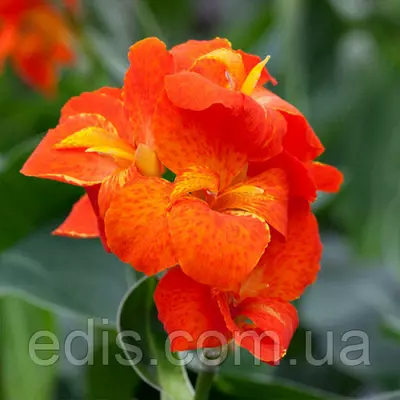 Канна низькоросла Happy Cleo