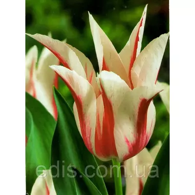 Тюльпан лілієвидний Marilyn (Мерилін) 3 цибулинки
