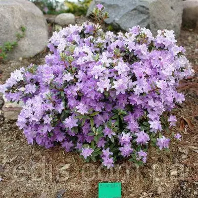 Рододендрон Blue Silver (Блю Сільвер) у контейнері 3 л