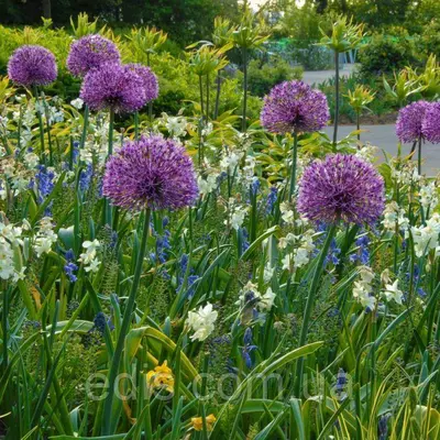 Дітка цибулин Алліуму (цибулі декоративної) Early Emperor 10 шт. 5/6