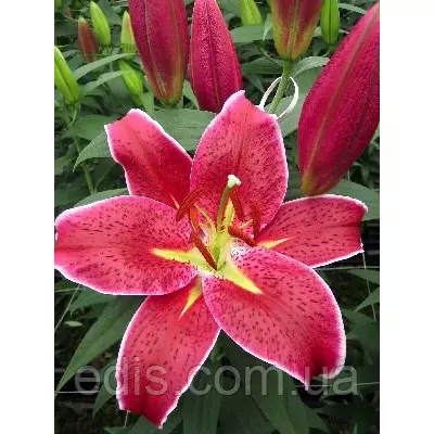 Лілія орієнтальна тигрова Deep Impact (Діп Імпакт) 1 цибулина 12/14