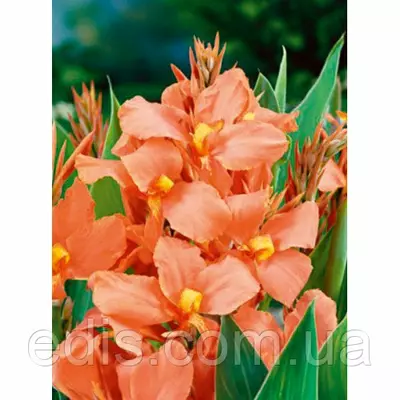 Канна Salmon Pink (Салмон Пінк)