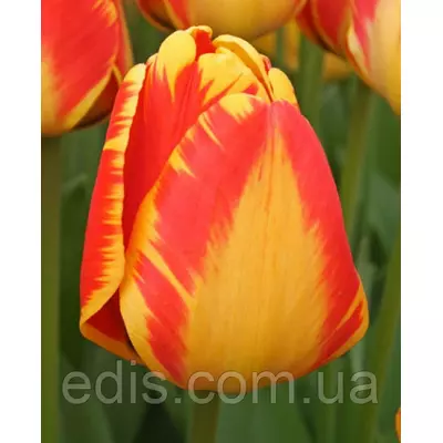 Тюльпан гібрид Дарвіна Banja Luka (Банья Лука) 3 цибулинки
