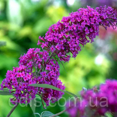 Буддлея Давида Nanho Purple (Нанхо Пурпл) у контейнері