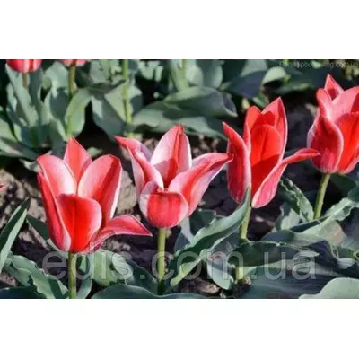 Тюльпан гібрид Грейга Pinocchio (Піноккіо) 3 цибулинки