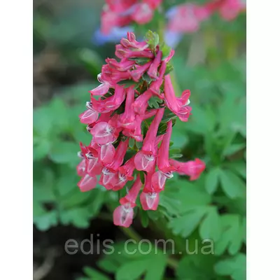 Ряст щільна Beth Evans