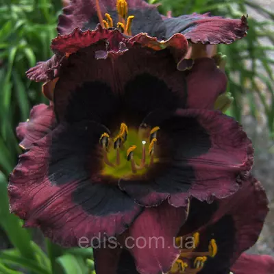 Лілейник Whoopy в контейнері