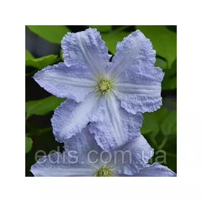 Клематис Blue Angel (блю Енжел)