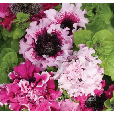Петунія бахромчата гігантська Черниго тріумф F1, 10 насінин-драже, Яскрава PREMIUM