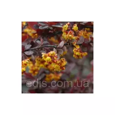 Барбарис оттавский Superba у контейнері