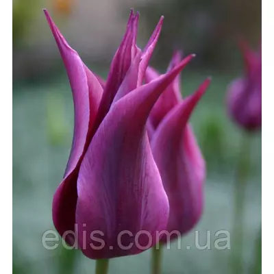 Тюльпан лілієвидний Burgundy (Бургунді) 3 цибулини