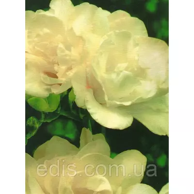 Фрезія махрова біла 5 цибулин