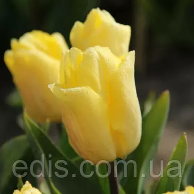 Тюльпан простий ранній Sunny Prince (Санні Принц) 3 цибулинки