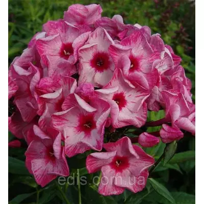 Флокс волотистий Ferris Wheel (Ферріс Вил)