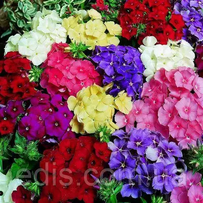 Флокс суміш, насіння Яскрава 0.2 г