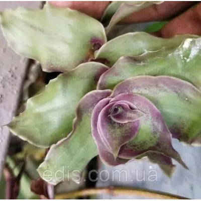 Живець Каллізія Конгеста Dragon's Tail (Хвіст дракона), свіжозріз 4-5 міжвузлів