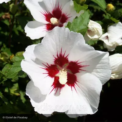 Гібіскус сирійський Mathilde (Метильда) горщик 0,5 л.