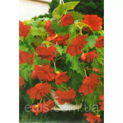 Бегонія бульбова Ампельна Червона, 1 бульба