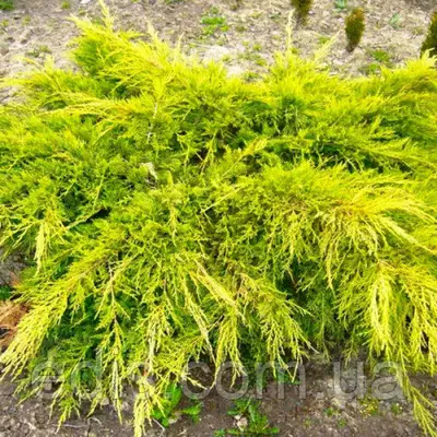 Ялівець Gold Star (Голд Стар) у контейнері