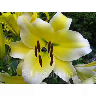 Лилия гигант Conca d'Or (Конкадор) 1 цибулина 12/14