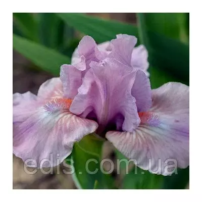 Ірис карликовий Lilla Roza