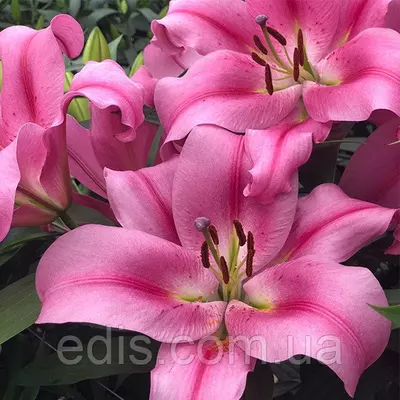 Лілія OT гібрид Provecho 1 цибулина 12/14